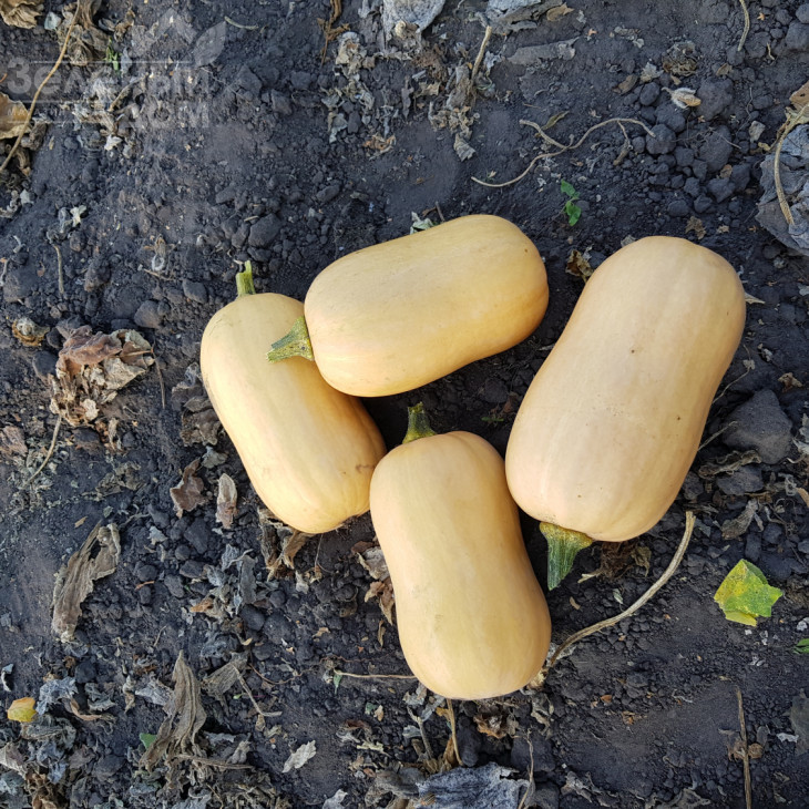 Тіана F1 / Tiana F1,90-95 днів фото 2