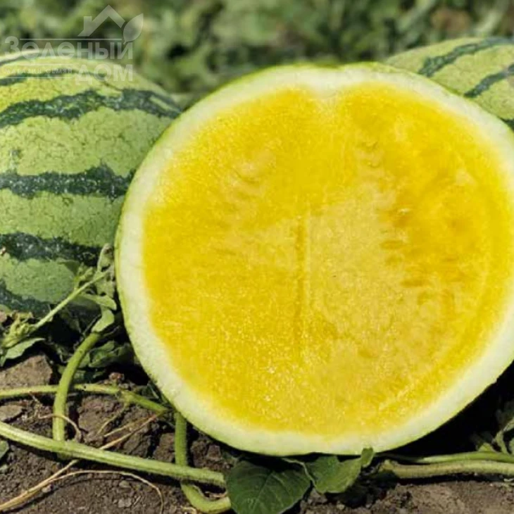 Нинфеа F1 / Ninfea F1 фото 1