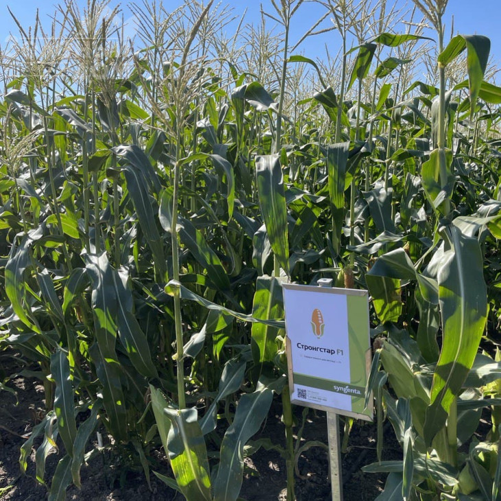 Стронгстар F1 / Strongstar F1 фото 2