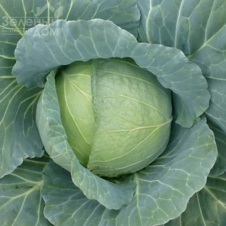 Хонка F1 / Honka F1 фото 1