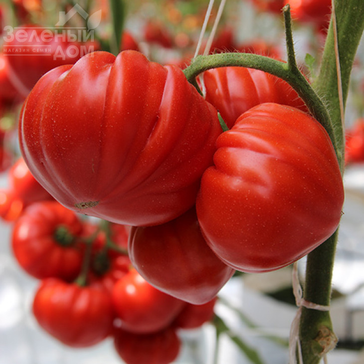 Сарра F1 / Sarra F1,60-65 днів фото 1