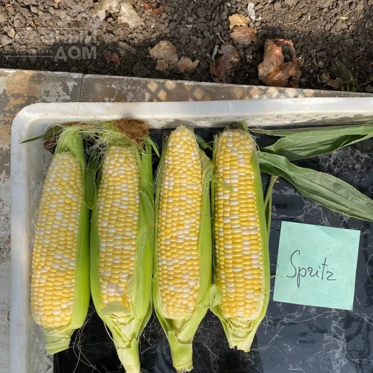 Сприц F1 / Spritz F1, 73-74 дня фото 2