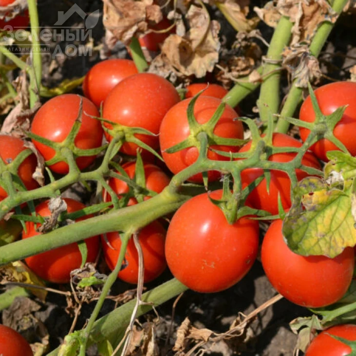 2206 F1 / 2206 F1,85 дней фото 2