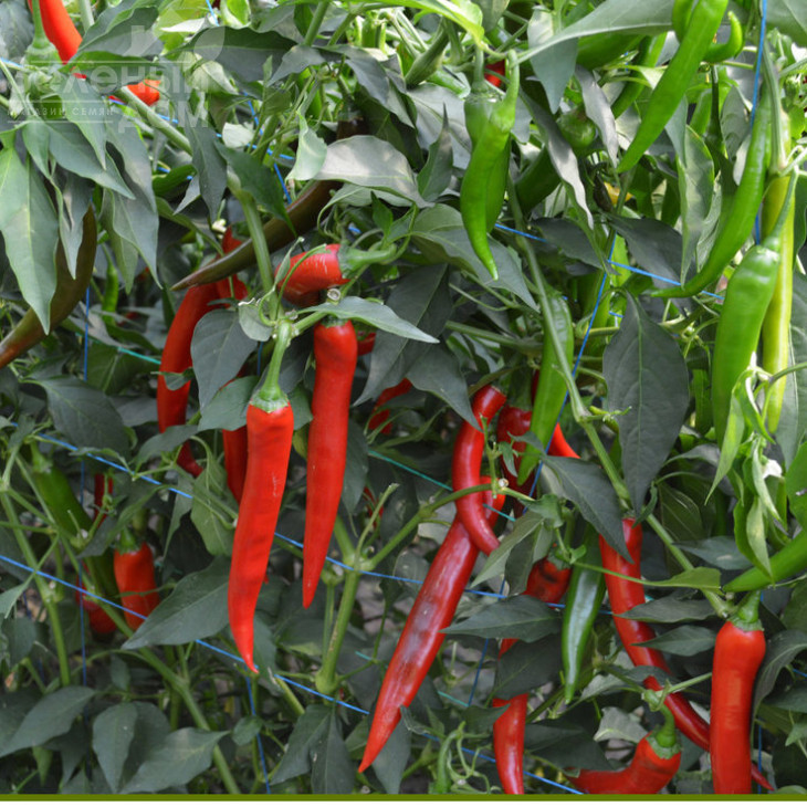 Сахем F1 / Sahem F1, 70-75 днів фото 1