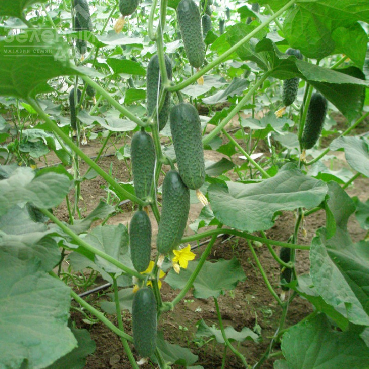 Чайковський F1 / Chaikovskiy F1,40 днів фото 2