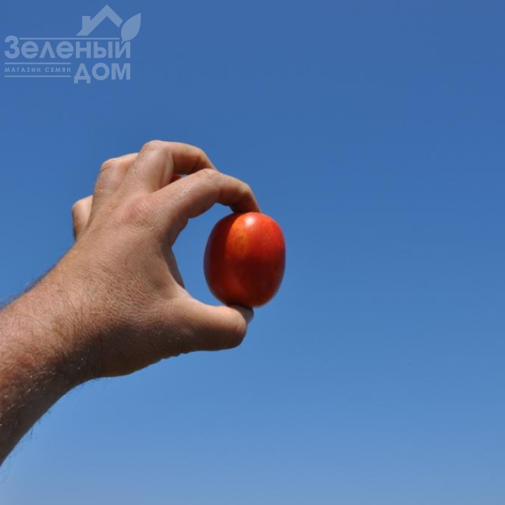 Бостон F1 / Boston F1, 115-120 днів фото 1