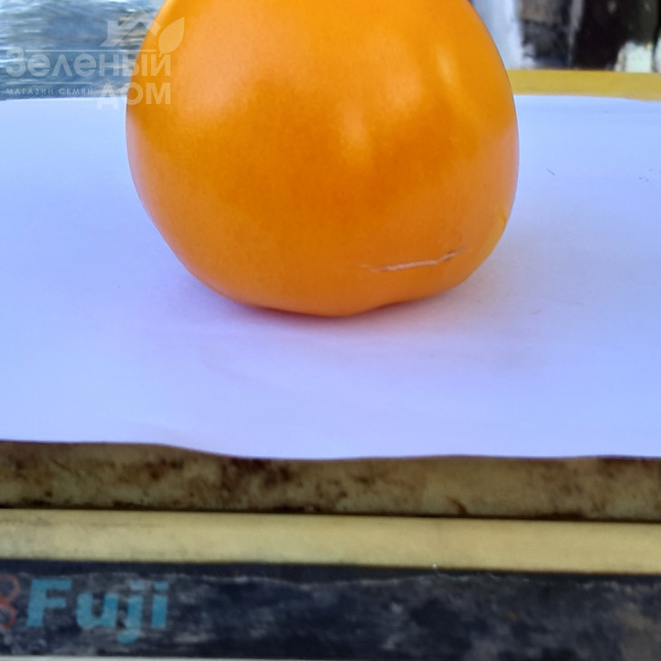 Гобі F1 / Gobi F1, 65-70 днів фото 2