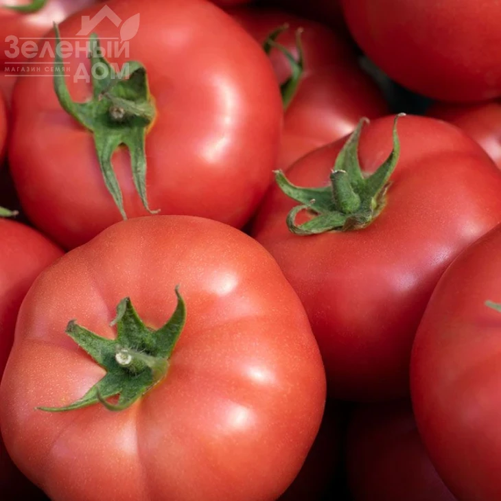 Мамстон F1 / Mamston F1,58-60 дней фото 3