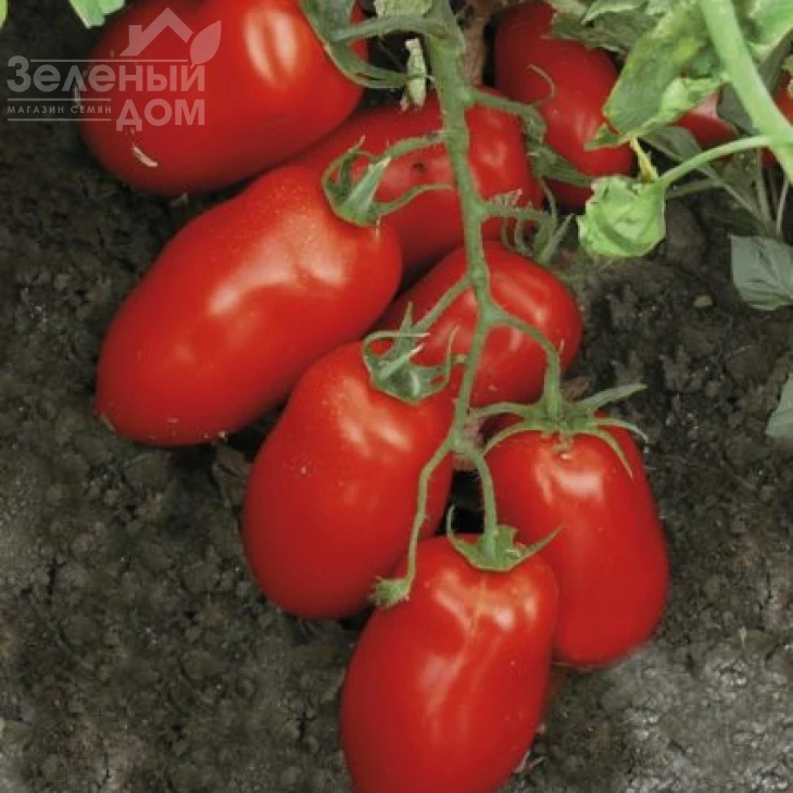 Харди F1 / Hardi F1, 100 дней фото 1