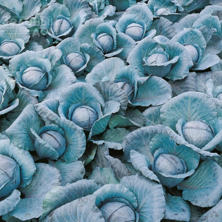 Примьеро F1 / Primero F1,78 дней фото 3