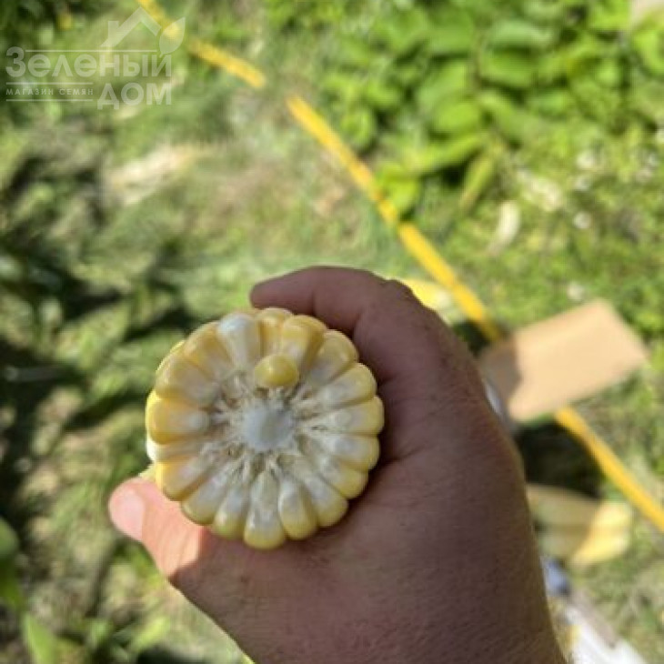 Обедієнт F1 / Obediyent F1 фото 3