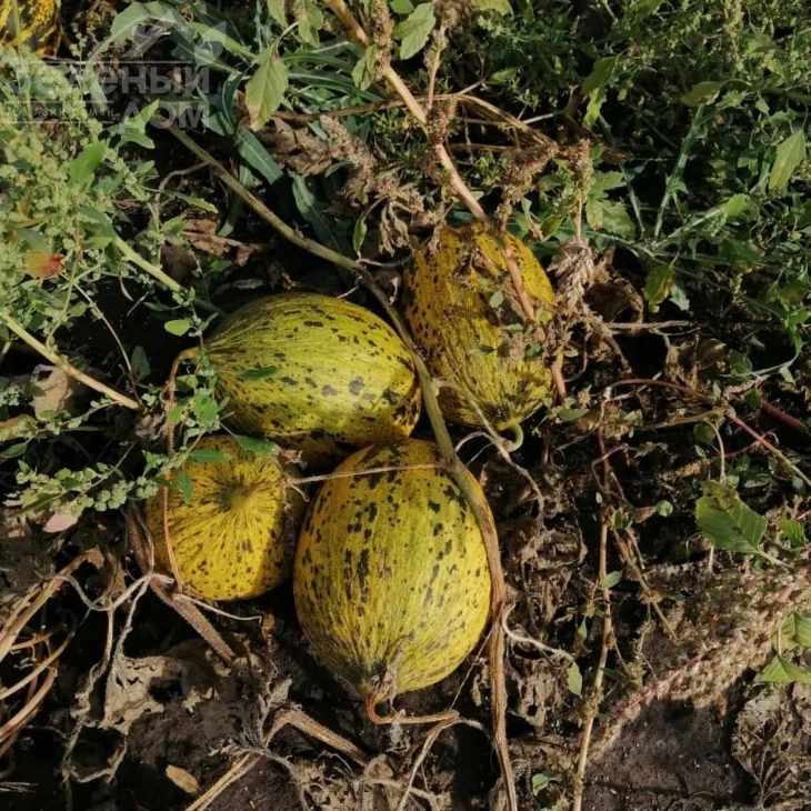 Киркаач 637 / Kirkaach 637 фото 1