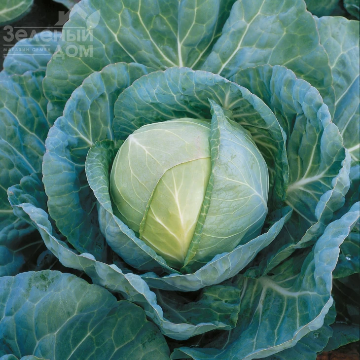 Грегориан F1 / Gregorian F1,65-70 дней фото 1