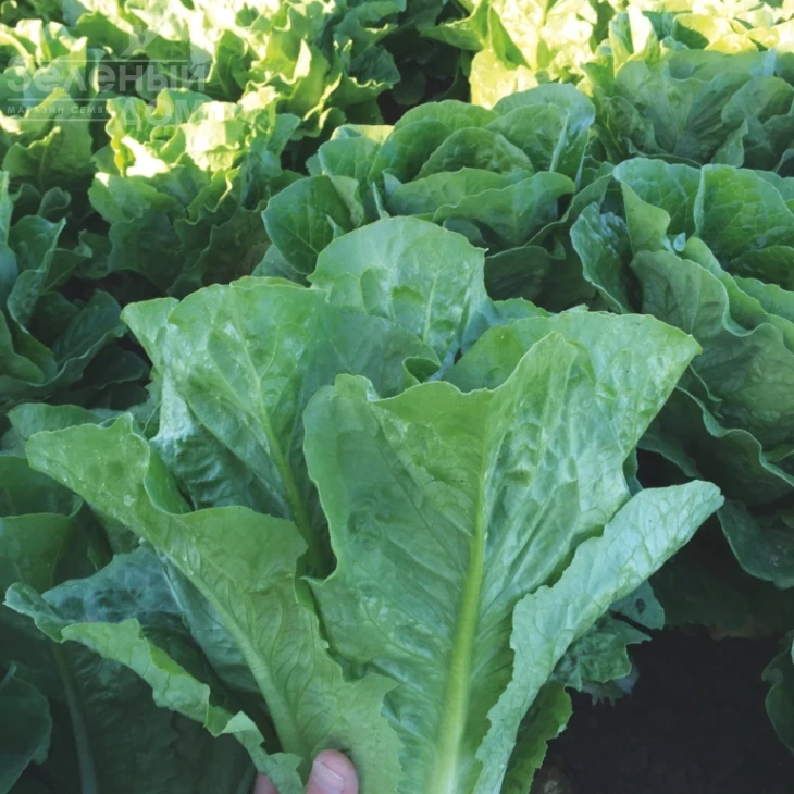 Мезкют / Mezquit фото 3