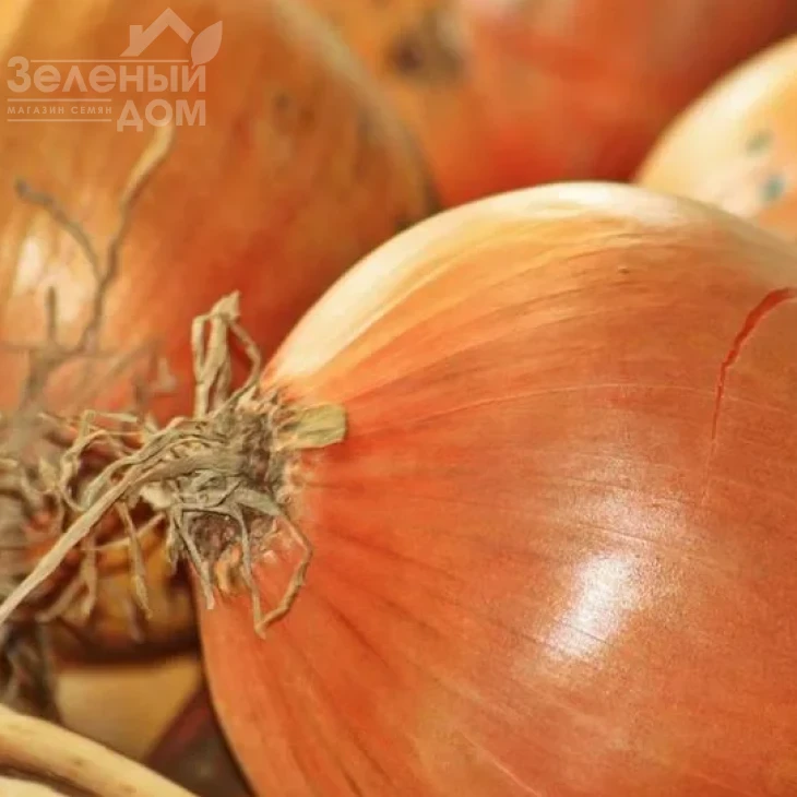 Соня F1 / Sonia F1,115-120 дней фото 1