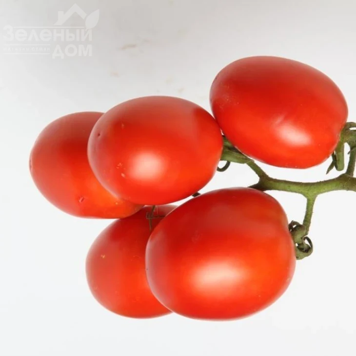 Ариозо F1 / Ariozo F1,110-120 дней фото 3