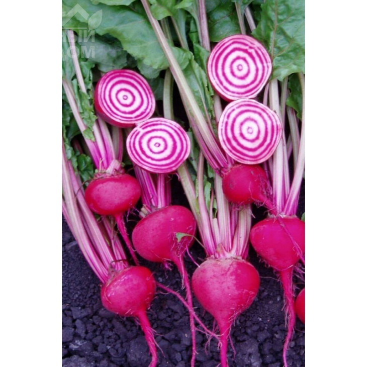 Чіогіа Гардсмарк / Chiogia Gardsmark, 100-110 днів фото 1