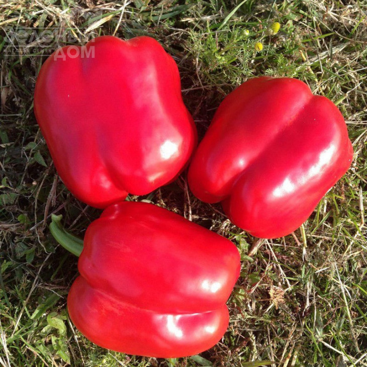 Тібо F1 / Tibo F1,70-75 днів фото 3