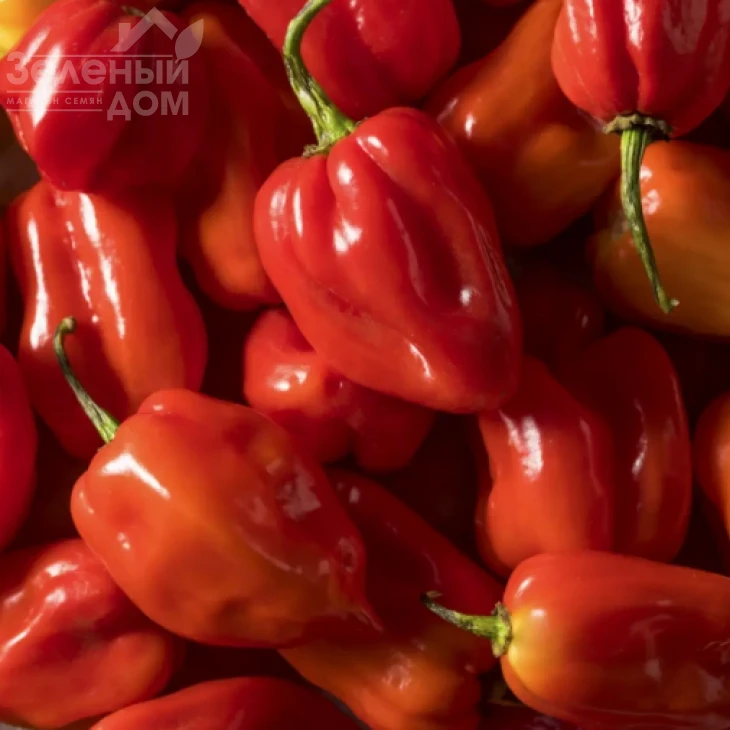 Хабахот F1 / Khabakhot F1 фото 1