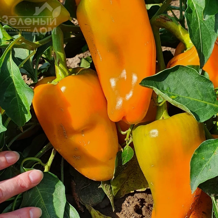 Дворана / Dvorana  фото 1