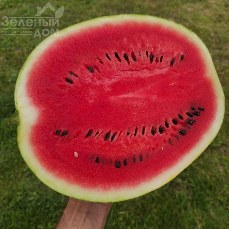 Зоря F1 / Zorya F1 фото 1