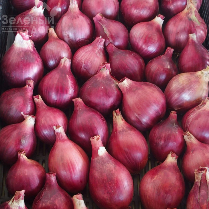 Шелія / Sheliya фото 1