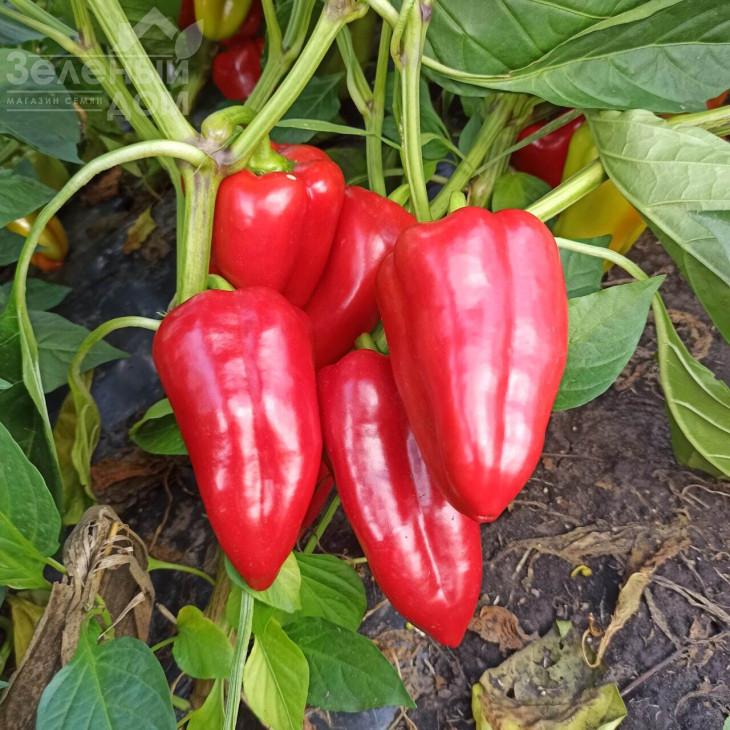 Поло F1 / Polo F1 фото 3