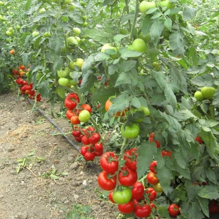 Нарита F1 / Narita F1 фото 1