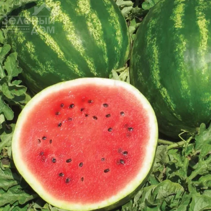 Талисман F1 / Talisman F1,62-65 дней фото 2