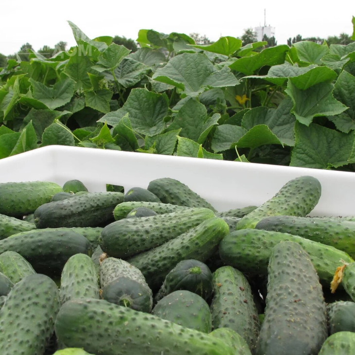 Шанталь F1 / Chantal F1,45-50 днів фото 1