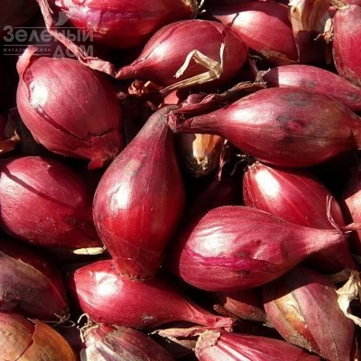 Карминка / Karminka,110-120 дней фото 1