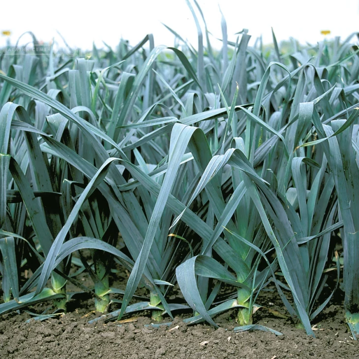 Колумбус / Columbus,85-90 дней фото 2