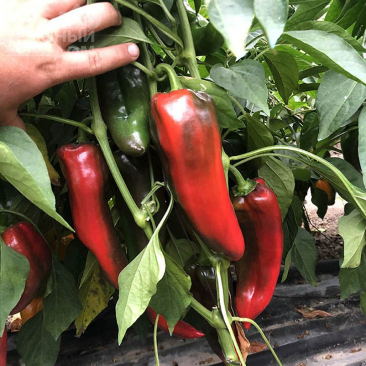 Ліра Спарк F1 / Lira Spark F1, 55 днів фото 1