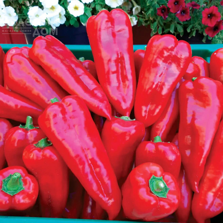 Мако F1 / Mako F1, 65-70 днів фото 1