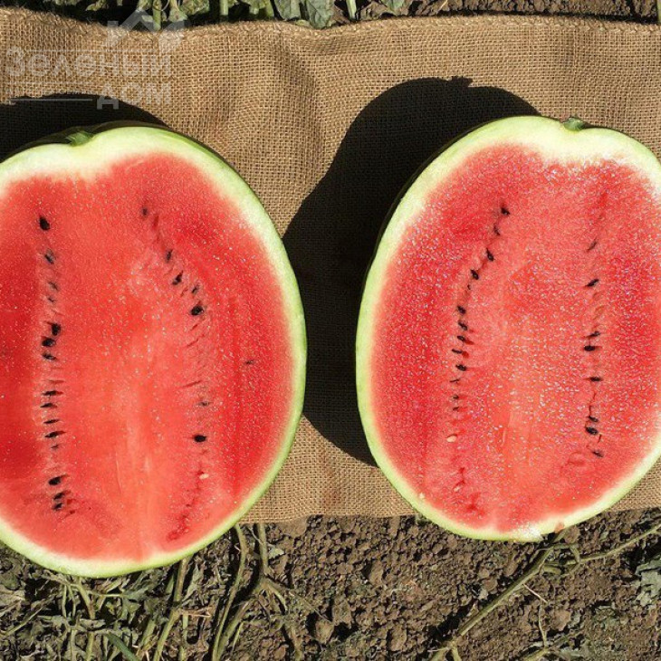 Епіка F1 / Epica F1, 62-65 днів фото 2