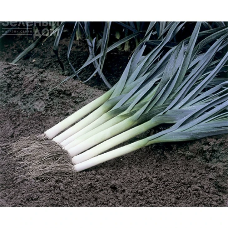 Старозагорский Камус / Starozagorskiy Camus,130-140 дней фото 1