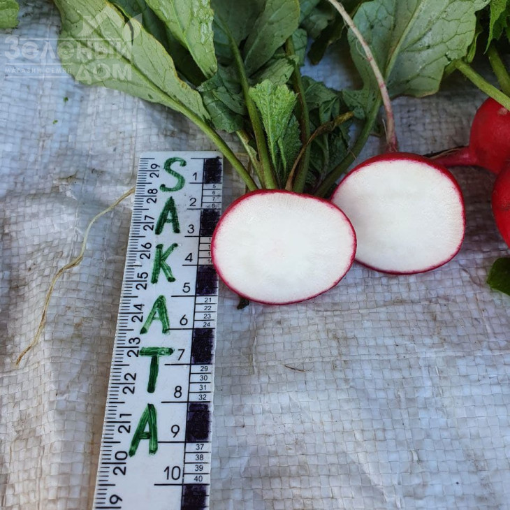 Кранч Роял F1 / Kranch Royal F1, 20 - 25 днів фото 3