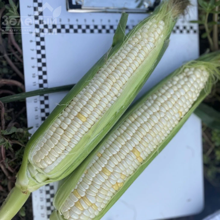 Вайт Туз F1 / White Tuz F1, 65-67 дней фото 5