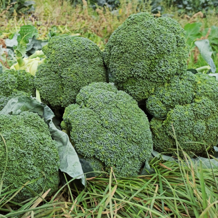 Хронос F1 / Khronos F1, 60-65 днів фото 1