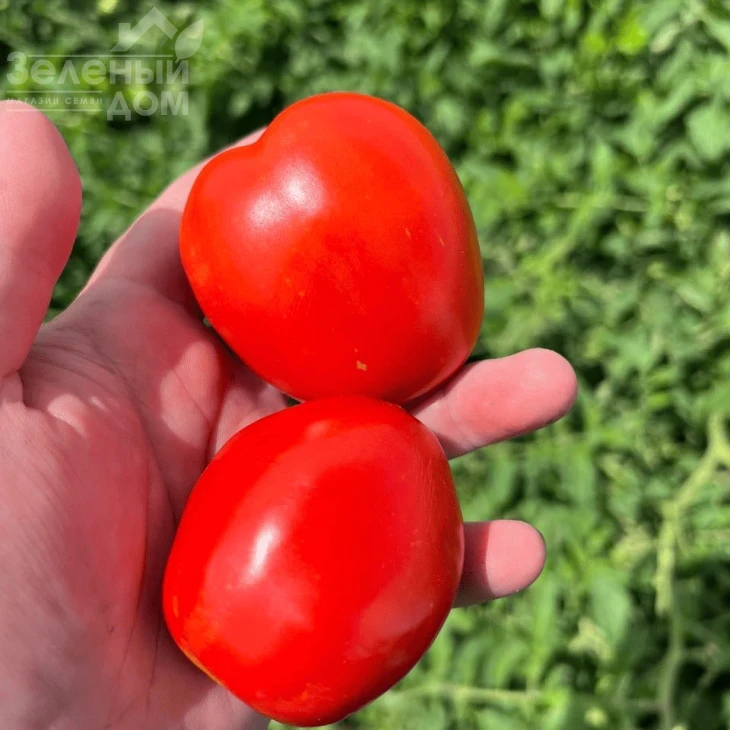 Энотрио F1 / Enotrio F1  фото 6