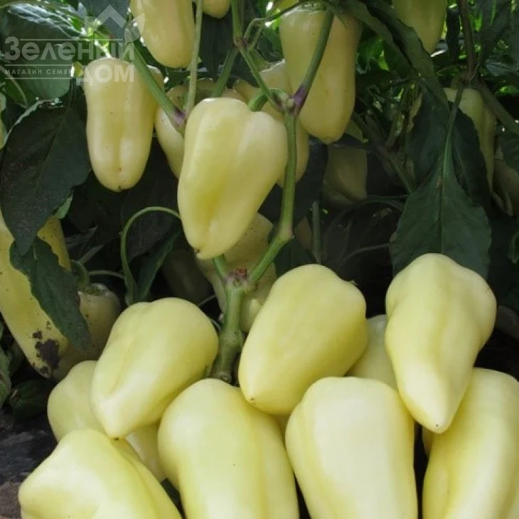 Хаски F1 / Haski F1 фото 2