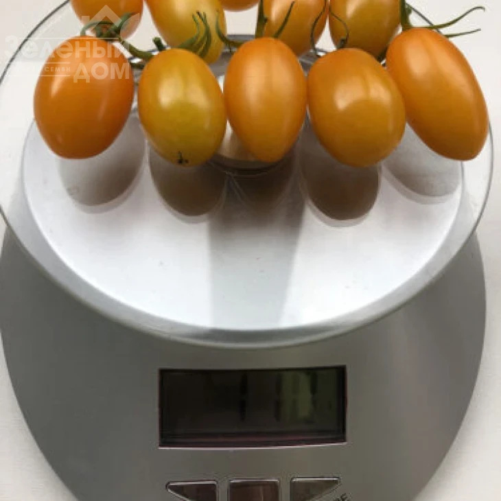 Миникин F1 / Minikin F1, 100 дней фото 3