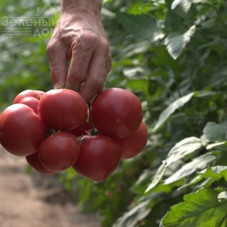 Афен F1 / Afen F1,70 днів фото 1