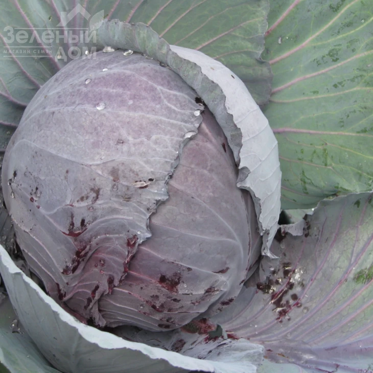 Корнет F1 / Kornet F1,85-90 дней фото 3