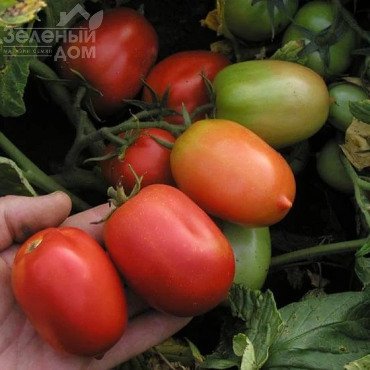 Денар / Denar,80-90 дней фото 1