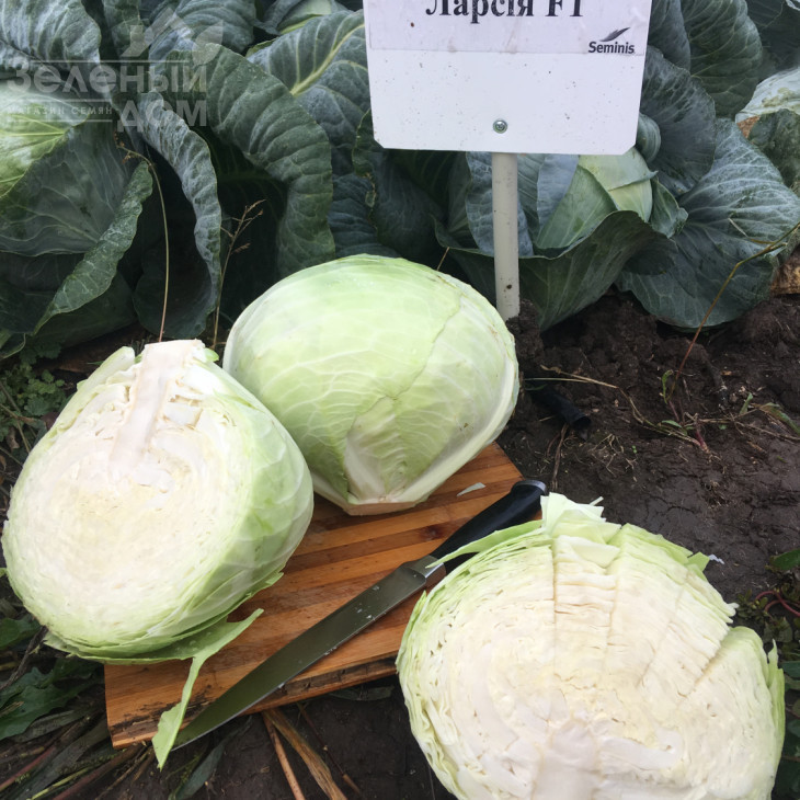 Ларсія F1 / Larsia F1 фото 5