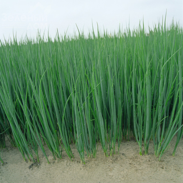 Параде / Parade,65-80 днів фото 3