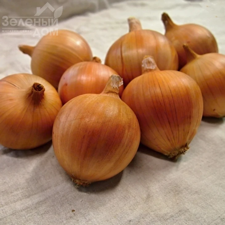 Амфора Голд F1 / Amfora Gold F1,135-140 дней фото 1