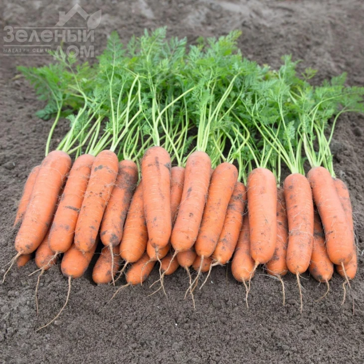 Ньюкасл F1 / Newcastle F1,110 дней фото 2