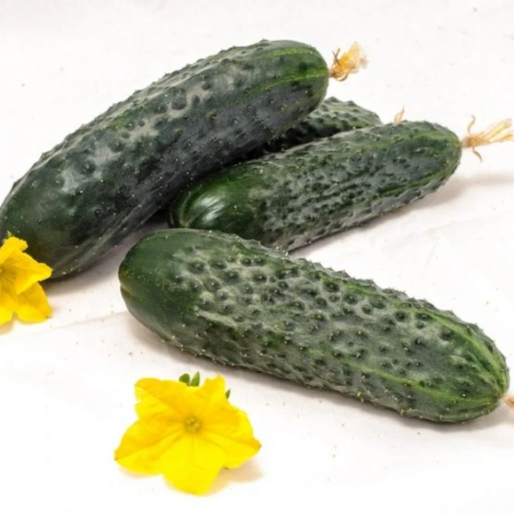 Афсар F1 / Afsar F1,35-40 дней фото 1